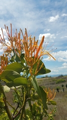 Psittacanthus schiedeanus