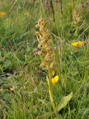 Dactylorhiza viridis