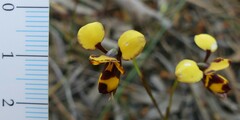 Diuris laxiflora