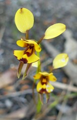 Diuris laxiflora
