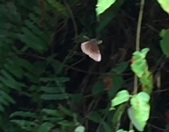 Euploea core graminifera