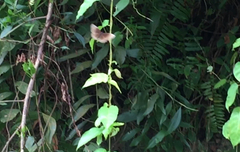 Euploea core graminifera