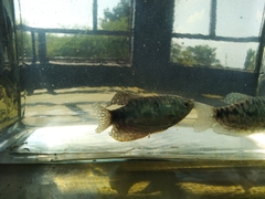 Trichopodus trichopterus