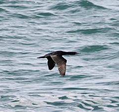 Phalacrocorax capensis