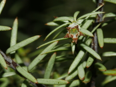 Leptecophylla juniperina