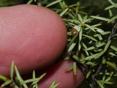 Leptecophylla juniperina