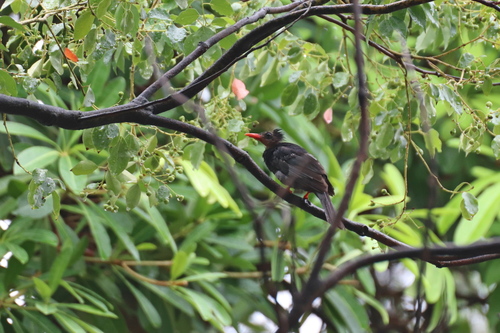 Hypsipetes leucocephalus
