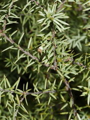 Leptecophylla juniperina
