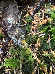 Caloboletus conifericola