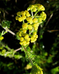Hippia frutescens