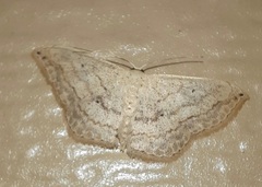 Scopula umbilicata