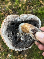 Caloboletus conifericola