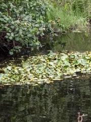 Nymphoides thunbergiana