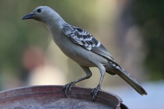Chlamydera nuchalis