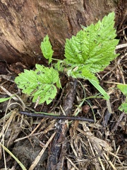 Rubus idaeus