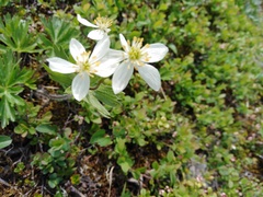 Anemonastrum