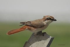 Lanius phoenicuroides