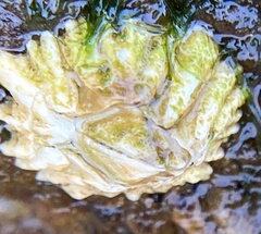 Semibalanus balanoides