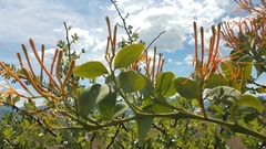 Psittacanthus schiedeanus