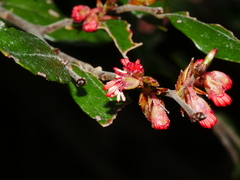 Nothofagus solandri