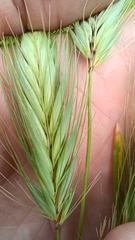 Hordeum murinum