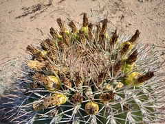 Ferocactus emoryi