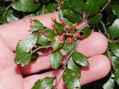 Nothofagus solandri
