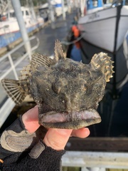 Myoxocephalus polyacanthocephalus