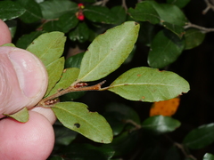 Nothofagus solandri