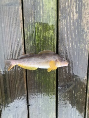 Hexagrammos decagrammus