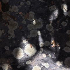 Xanthoparmelia conspersa