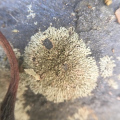 Xanthoparmelia conspersa