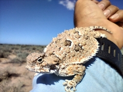 Phrynosoma goodei