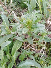 Koenigia alpina