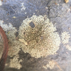 Xanthoparmelia conspersa
