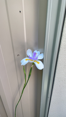 Dietes grandiflora