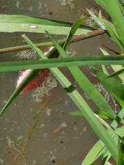Pomacea canaliculata