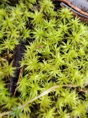 Pseudocrossidium crinitum