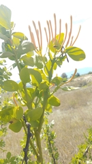 Psittacanthus schiedeanus
