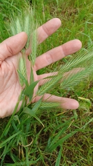 Hordeum murinum