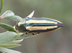 Castiarina vittata