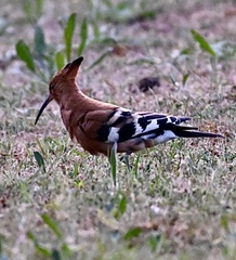 Upupa epops africana