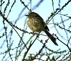 Prinia maculosa maculosa