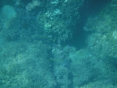 Haemulon steindachneri