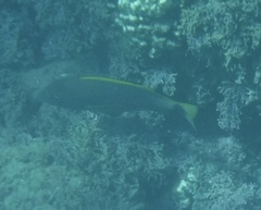 Haemulon steindachneri