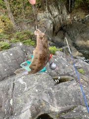 Lepidopsetta