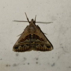 Acantholipes trimeni