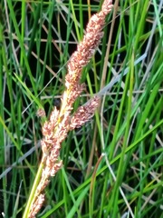 Machaerina rubiginosa