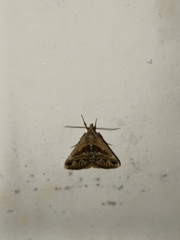 Acantholipes trimeni