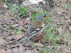Fringilla coelebs